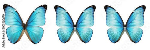 Foto Vibrant blue butterfly open wings insect isolated element transparent PNG