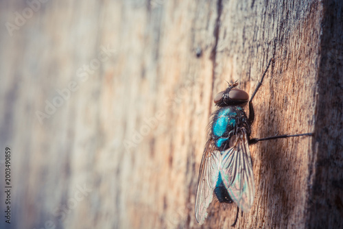 Принти на полотні Close-up of a housefly perched on a wooden surface, showcasing prismatic wing details