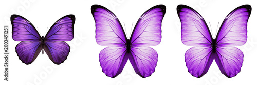 Obraz na płótnie Vibrant purple butterfly open wings insect isolated element transparent PNG