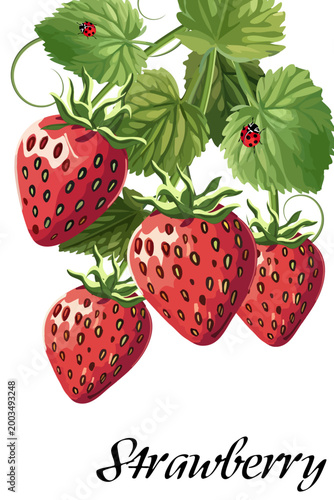 Composition with red strawberries.Bright strawberries on a transparent background with text in a vector illustration.