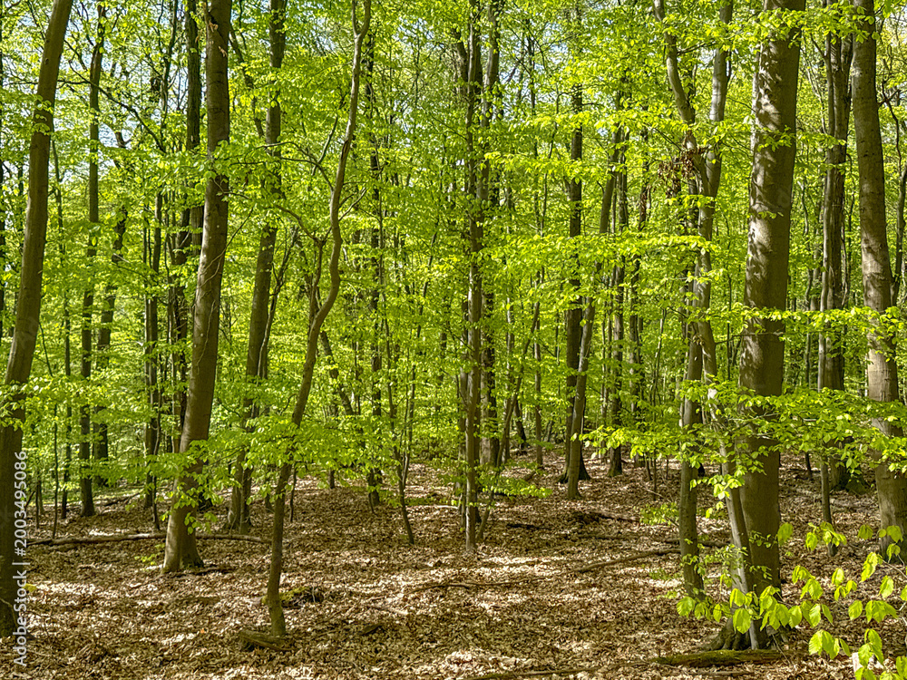 Fototapeta premium Scenic view of trees in a forest with the ground covered in dead leaves. No people.