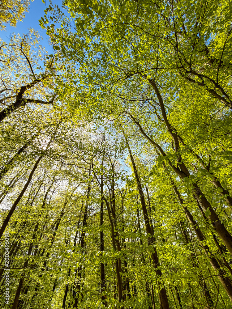 Fototapeta premium Low angle view looking up to the tops of trees and the sky in a forest. No people.