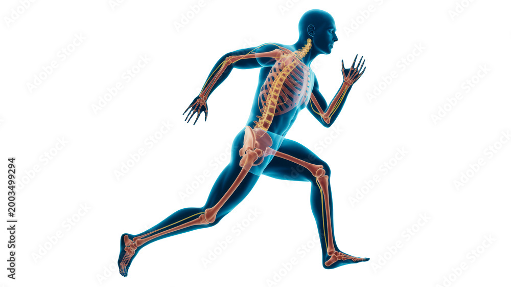 Fototapeta premium Human silhouette running with visible internal skeleton and neural system displaying athletic motion and biological structure inside a digital model presented on transparent background