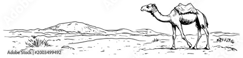 Camel in desert landscape illustration, dromedary walking in sahara dunes, vintage line art animal drawing