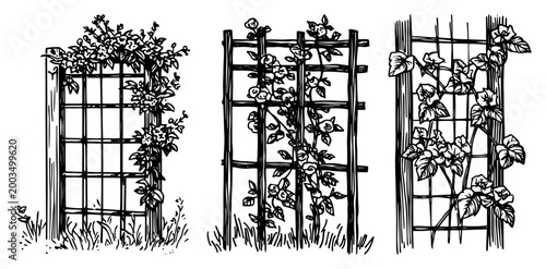 Garden trellis with climbing plants collection, vintage wooden lattice with flowers line art, backyard gardening engraving