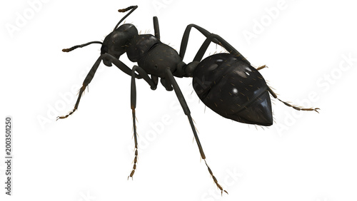 Detailed 3D rendering of a black ant.