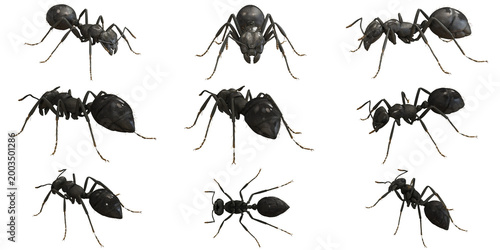 Quadro su tela Collection of ants in various poses, isolated on white.