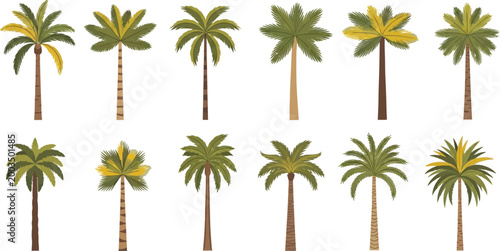 Set of colorful palm trees in various styles Vector