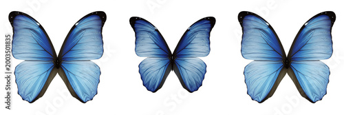 Fotografie Shimmering blue morpho butterfly with dark wing edges isolated on transparent PN