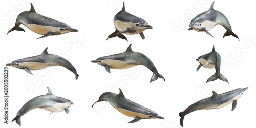 Photography Nine dolphins swimming in various dynamic poses.