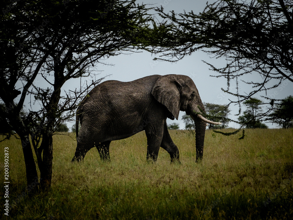 Fototapeta premium elephant in the savannah