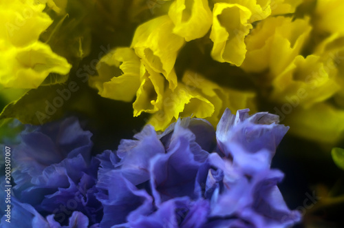 Abstract floral background with delicate yellow and blue petals close-up.
Spring floral background