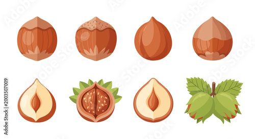 Close up illustration of hazelnut varieties