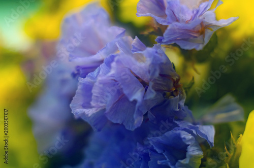 Abstract floral background with delicate yellow and blue petals close-up.
Spring floral background