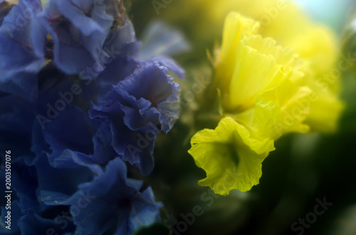 Abstract floral background with delicate yellow and blue petals close-up.
Spring floral background