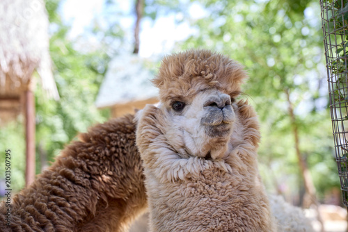 close up of a white alpaca