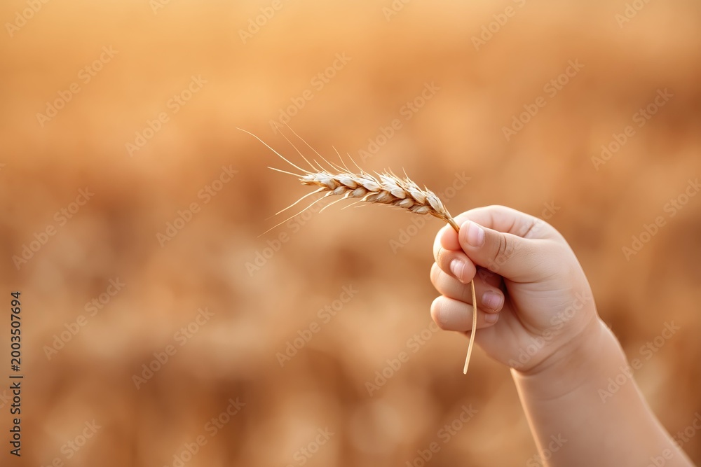 Fototapeta premium Child's hand holding a single ear of wheat in a golden field
