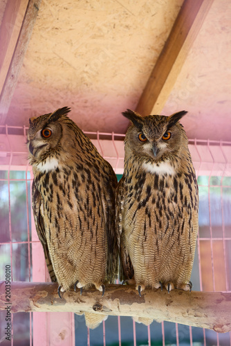two owls sitting on a branch