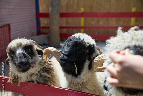 sheep and lamb