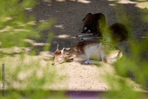 zoo animal