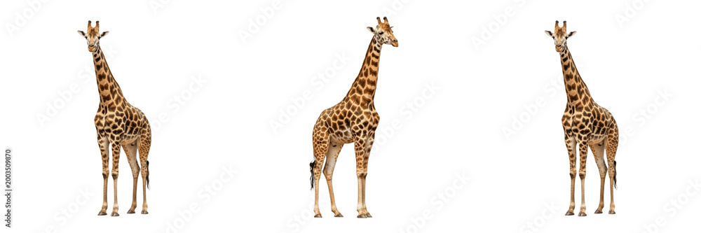 Obraz premium Tall Wild Giraffe Standing Full Body PNG, African Savanna Safari Animal Isolated on Transparent Background, Long Neck Wildlife Creature.