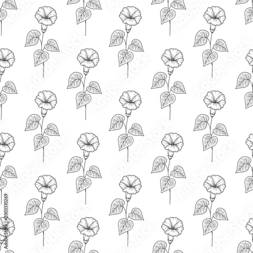 Floral seamless pattern with September birth month flower morning glory, black line art style, hand drawn botanical illustration. Monochrome drawing for background, packaging, textile, wallpaper