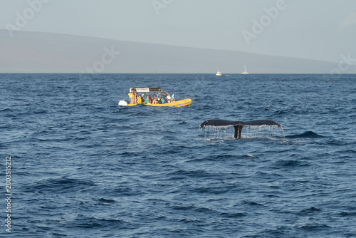 Humpback Whale Tail Fluke Diving in Pacific Ocean, Maui Hawaii