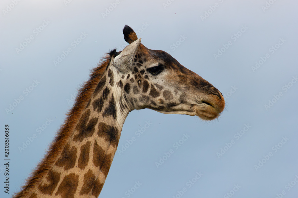 Obraz premium Giraffe Beauty, Tanzania