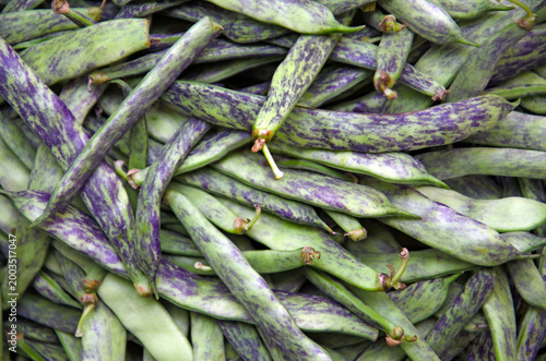 Fresh green string beans with purple stripes close-up. Raw, organic flat string beans. Raw vegetables from the garden.
