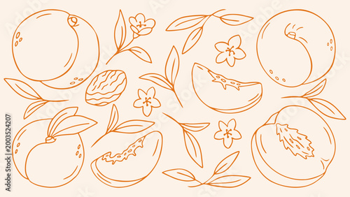 Peach fruit set with whole peaches, halves, slices, pits, blossoms and leaves, orange outline doodle flat retro style. Vector hand drawn sketch, organic food composition for juice or jam packaging