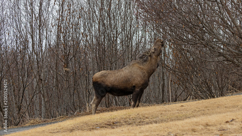 Canvastavla Wild female moose cow feeding on dry willow shrubs in spring, Kenai Peninsula, A