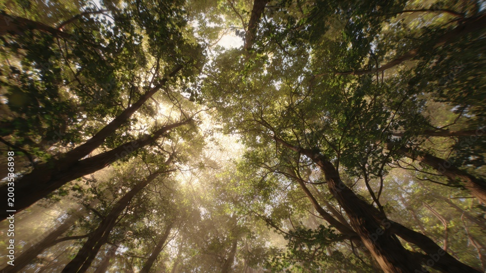 Fototapeta premium Sunlight Filtering Through Forest Canopy