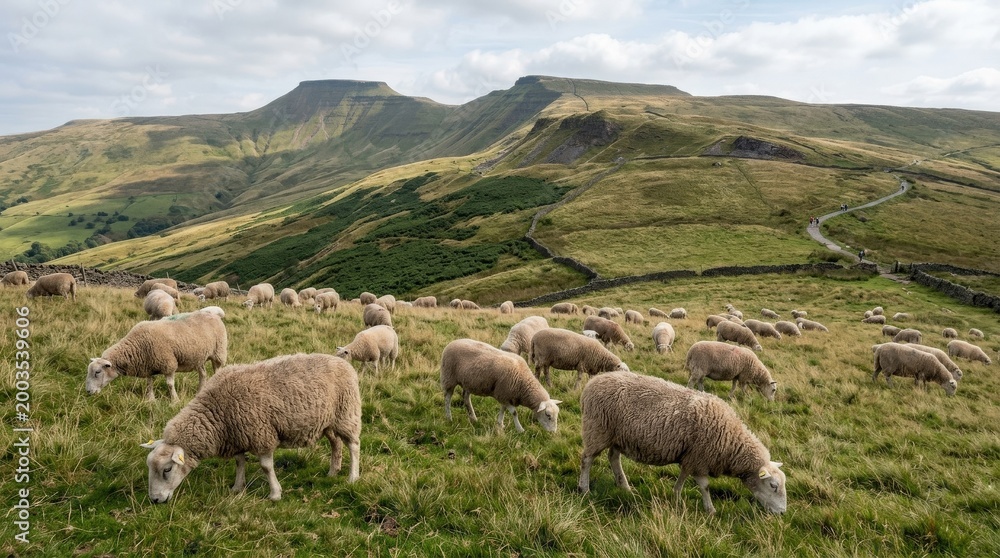 Fototapeta premium Sheep grazing in Brecon Beacons National Park landscape, wildlife or nature subject with calm natural presence, ideal for travel, environment, biodiversity and conservation themed content, authentic