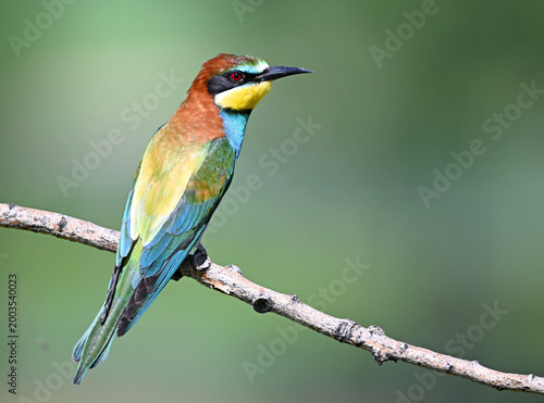 Tableau sur toile a beautiful bee-eater in freedom with a green background