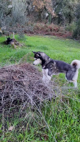 Curious Siberian Husky dog sniffing and searching deeply into a pile of dry wood branches in a grassy field outdoors