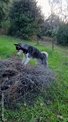 Majestic Siberian Husky standing alert on top of a brush pile in a green field looking around and observing the surroundings