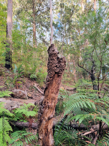 Old decayed tree trunk in the Australian bush near Hornsby, New South Wales Australia