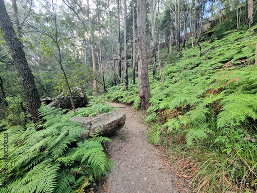 Australian Bush Walking Track. At Hornsby, north of Sydney Australia