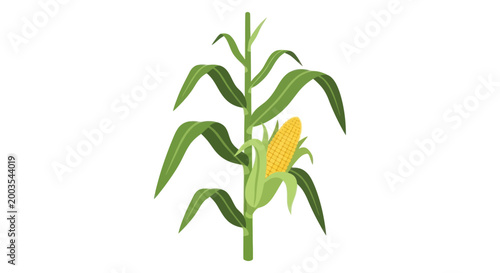 Foto Ripe Corn Stalk with Yellow Ears on White Background, Agricultural Plant Illustr