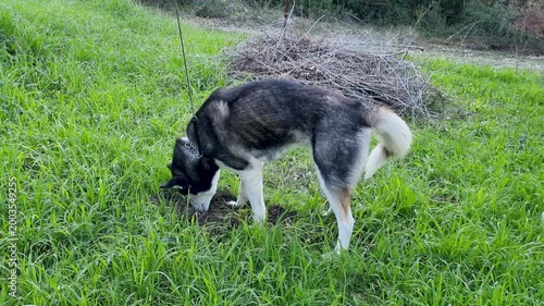 Siberian Husky Dog Enthusiastically Digging a Deep Hole in Green Grass in the Garden, Funny Pet Behavior and Instincts Concept, Dog Playing in the Backyard