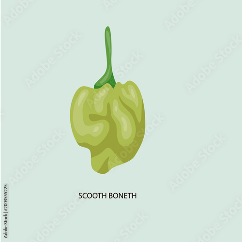 Green Scotch Bonnet Chili Pepper