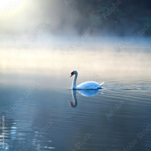Swan Swims on a Misty Lake at Sunrise Surrounded by Trees and Light Fog