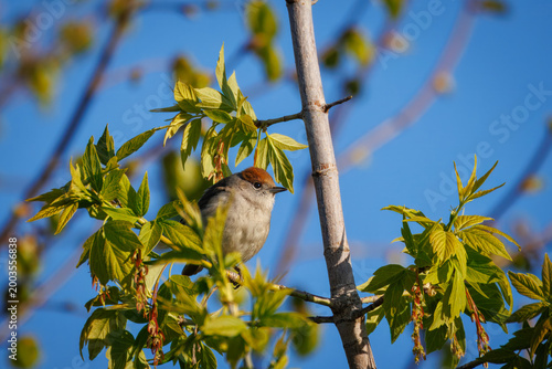 Close-up portrait of a female Eurasian blackcap (Sylvia atricapilla) perched on a branch with fresh young leaves on a bright sunny spring morning.