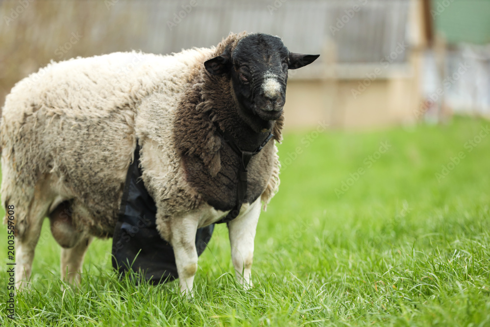 Obraz premium One beautiful sheep outdoors, space for text. Farm animal