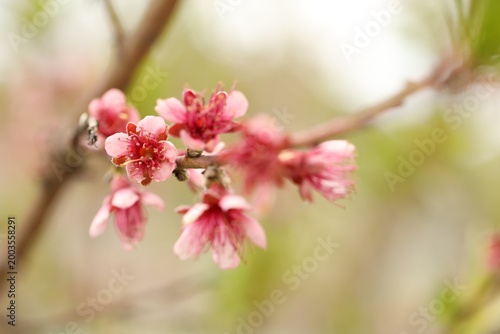 Φωτογραφία Branch of peach tree with beautiful blossoms outdoors, closeup