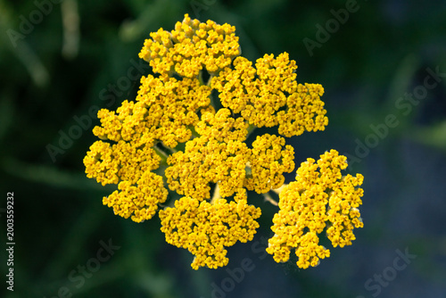 Tableau sur toile Yellow yarrow flowers on dark background, natural plant close up