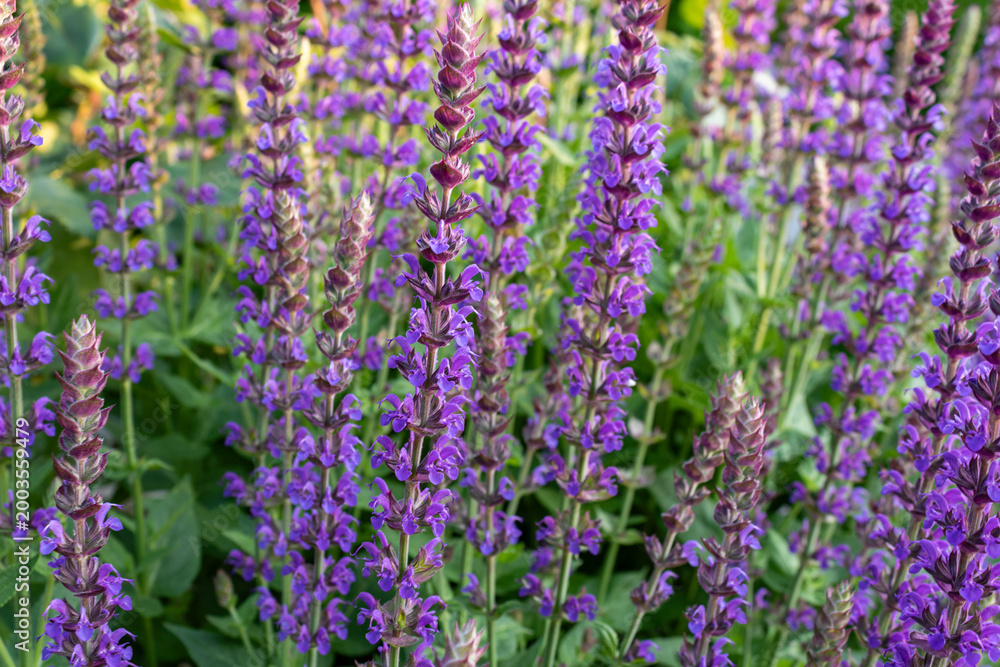 Fototapeta premium Purple Salvia nemorosa flowers in bloom, natural floral background pattern