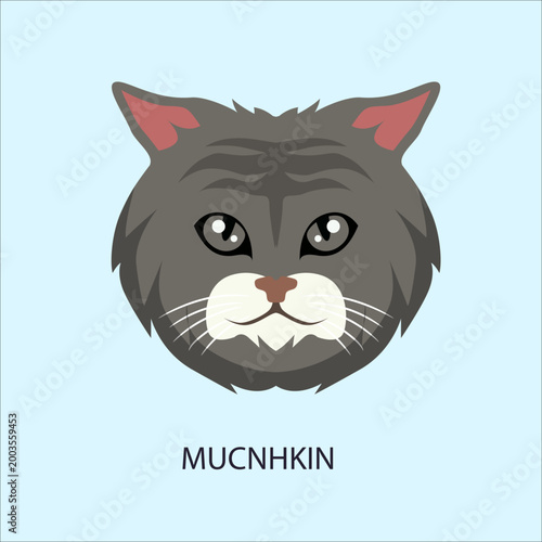 Foto Grey Munchkin Cat Breed Face Portrait