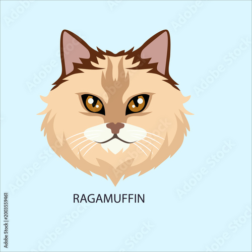 Obraz na plátně Ragamuffin Cat Breed Face Portrait