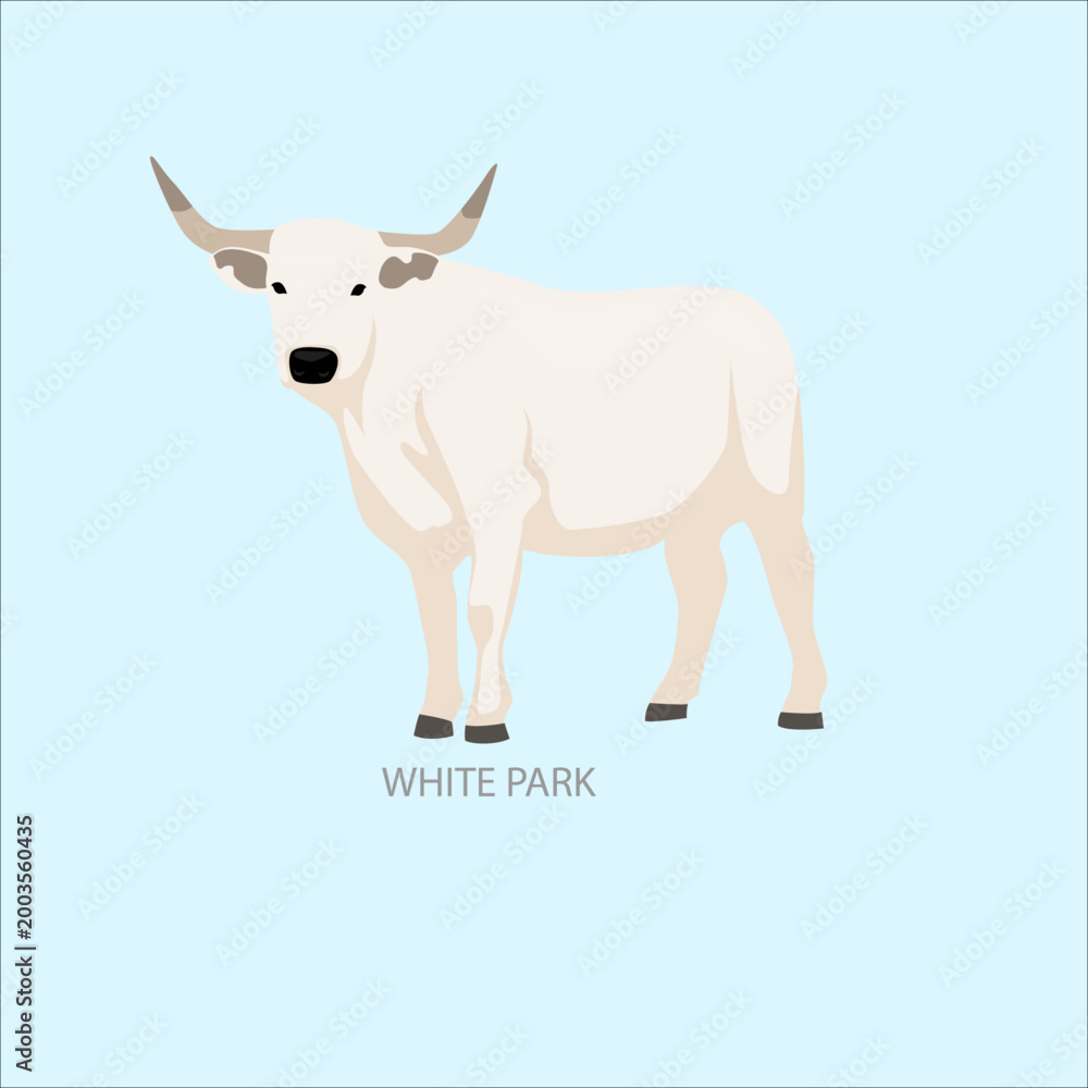 Obraz premium White Park Cow Breed